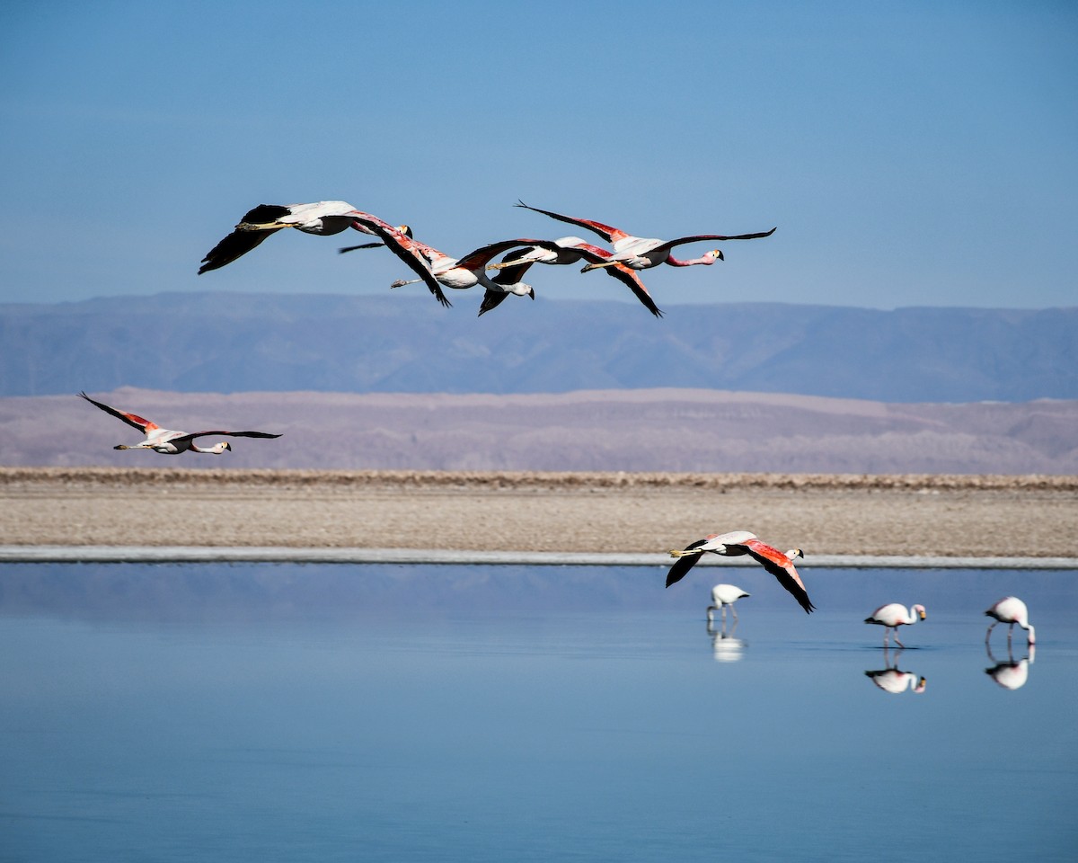 Andean Flamingo - ML589109961
