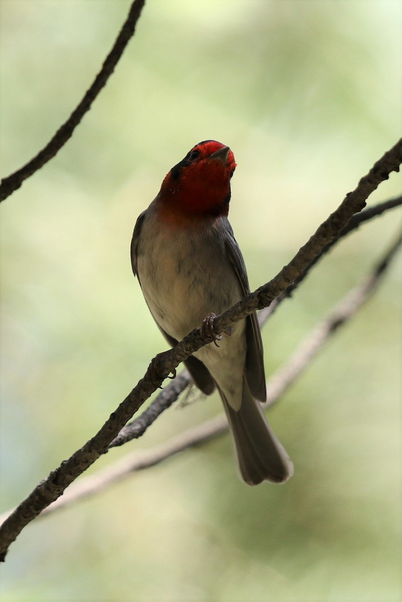 Red-faced Warbler - Bob Friedrichs