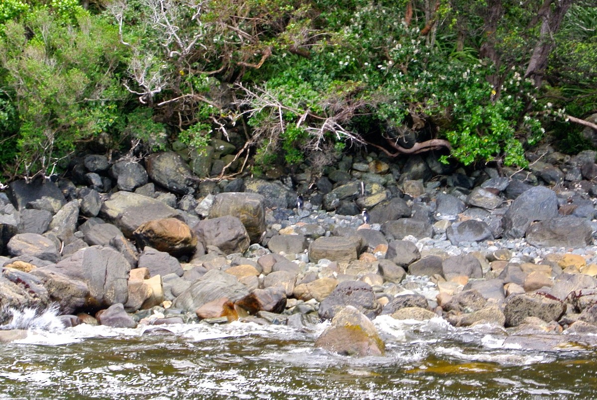 Ebird Checklist Dec Fiordland Np Milford Sound General Species