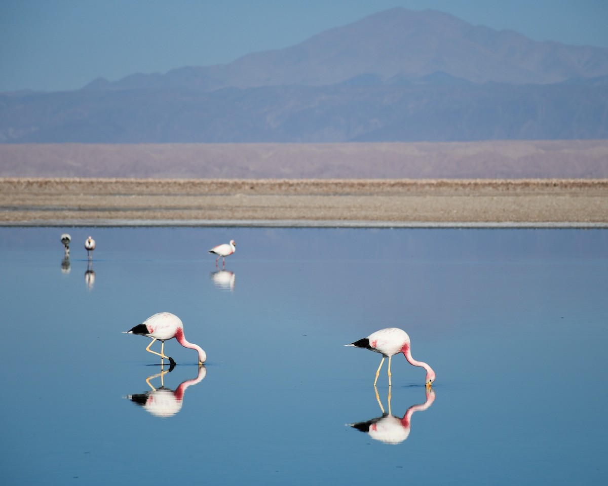Andean Flamingo - ML589110591
