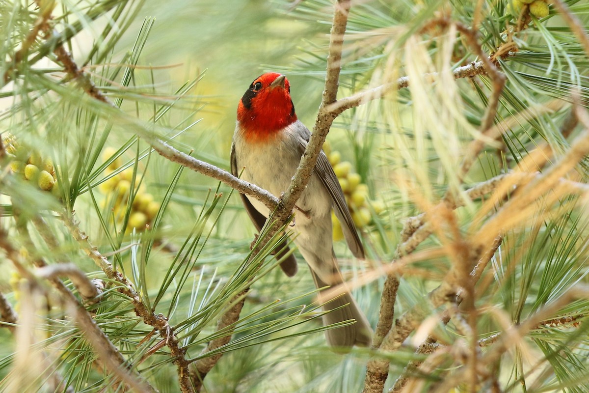 Red-faced Warbler - Bob Friedrichs