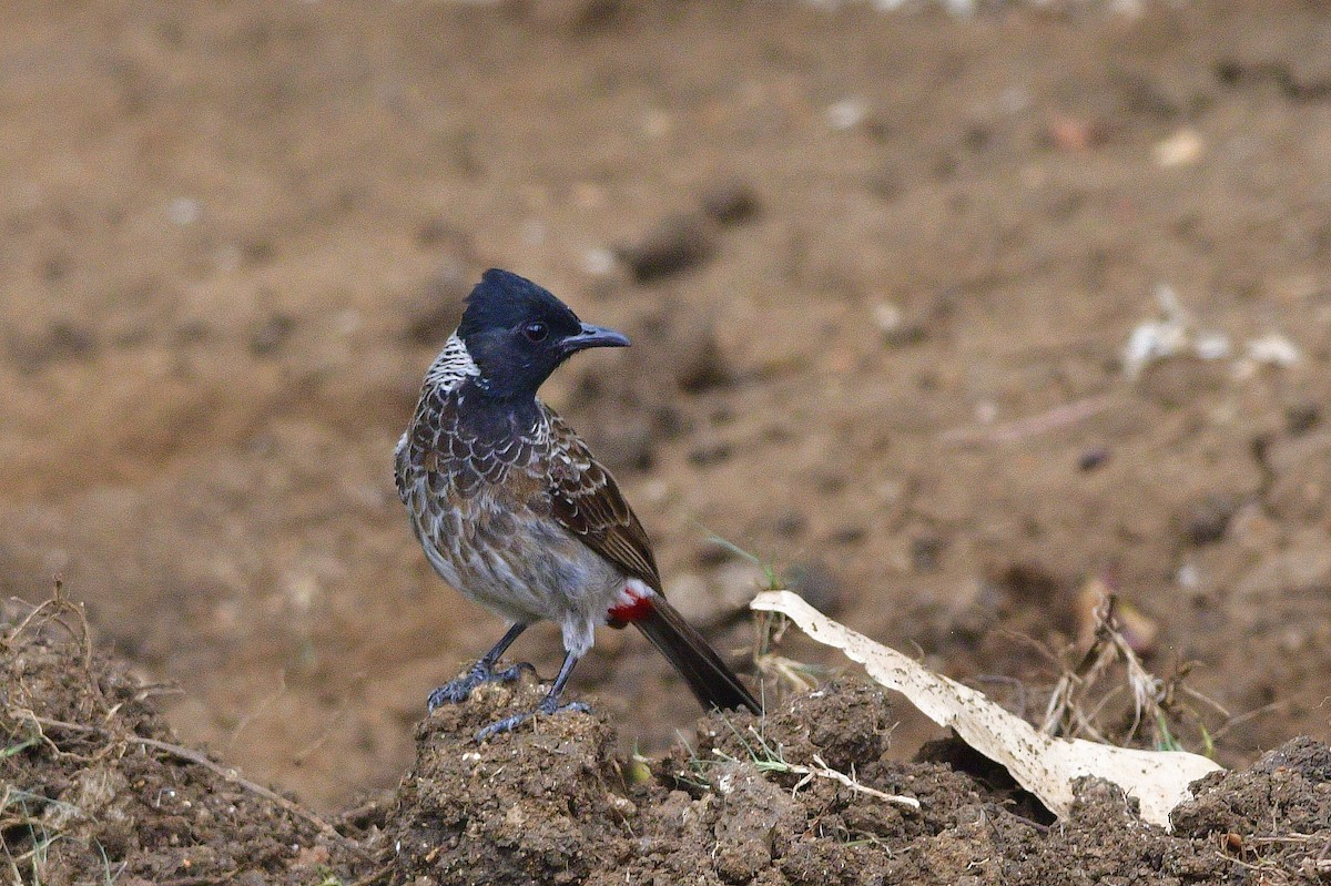 Red-vented Bulbul - ML589113851