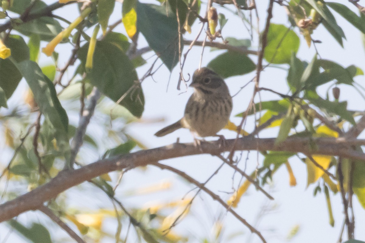 Rufous-crowned Sparrow - Braxton Landsman