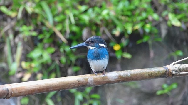 Javan Blue-banded Kingfisher - ML589115171