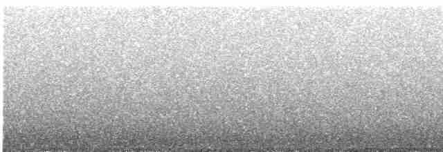 Каллиопа-звёздочка - ML589115611