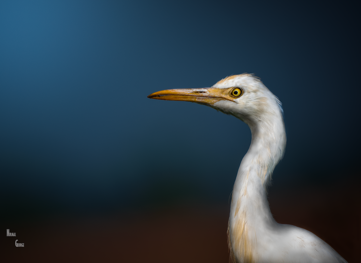 Eastern Cattle Egret - NIRMAL GEORGE