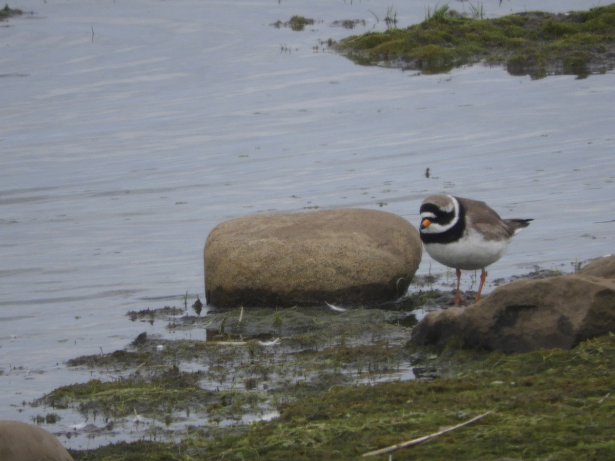 Common Ringed Plover - ML589117191