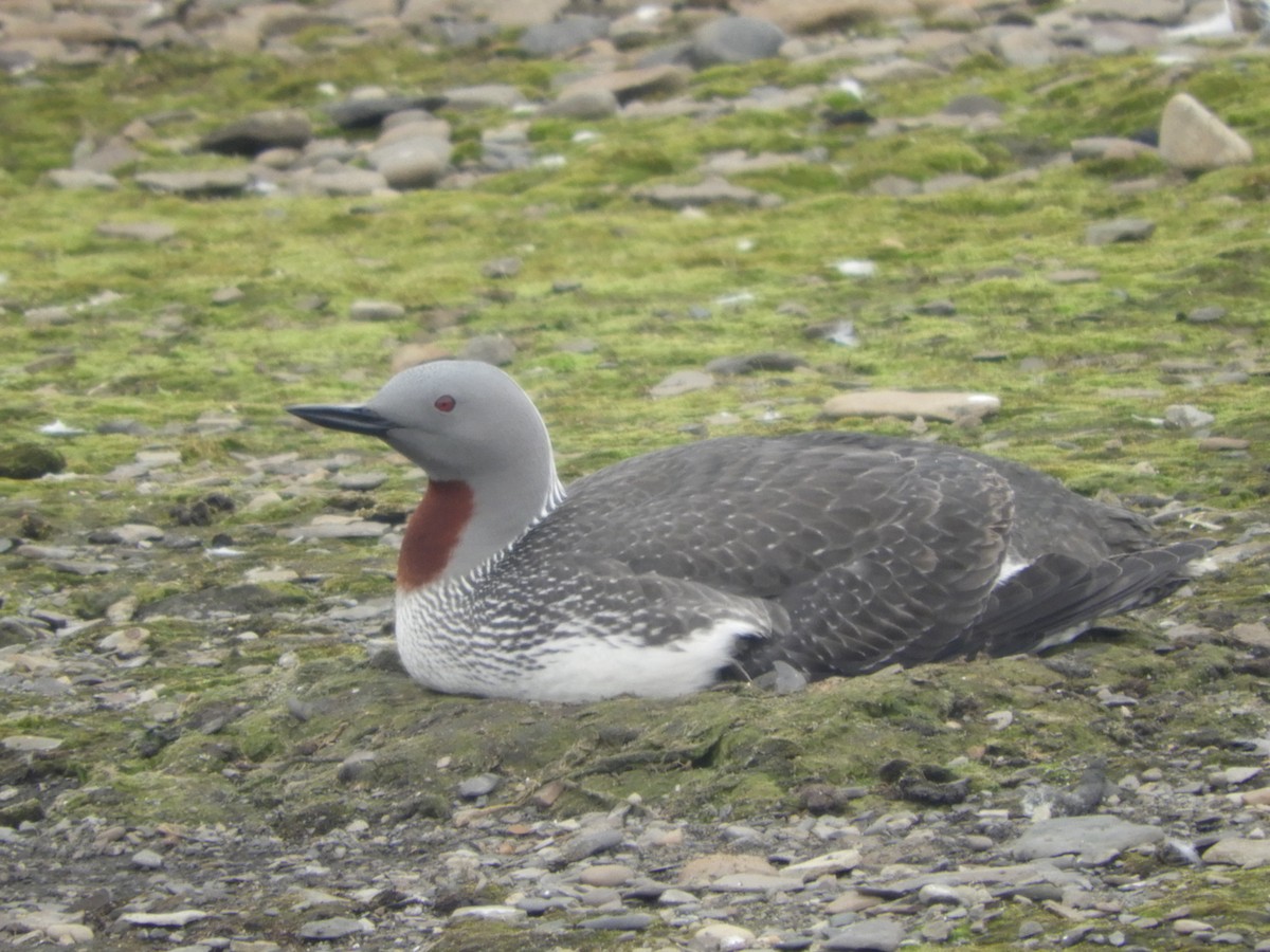 Red-throated Loon - ML589117701
