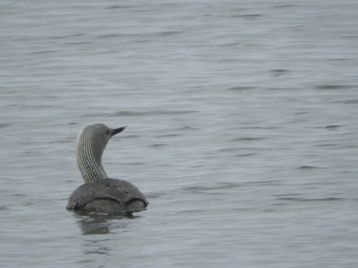 Red-throated Loon - ML589117751