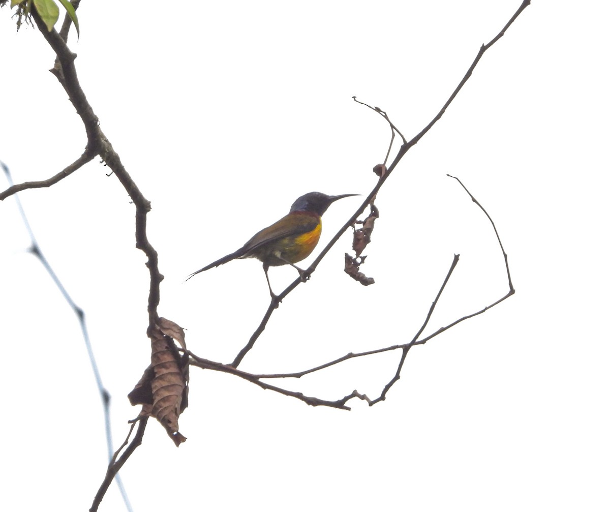 Green-tailed Sunbird - Sandhya Lenka
