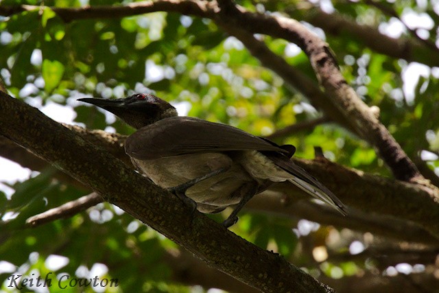 Helmeted Friarbird (New Guinea) - ML589124111
