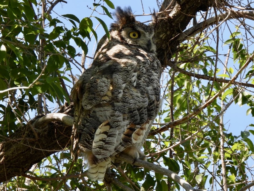 Great Horned Owl - ML589125941
