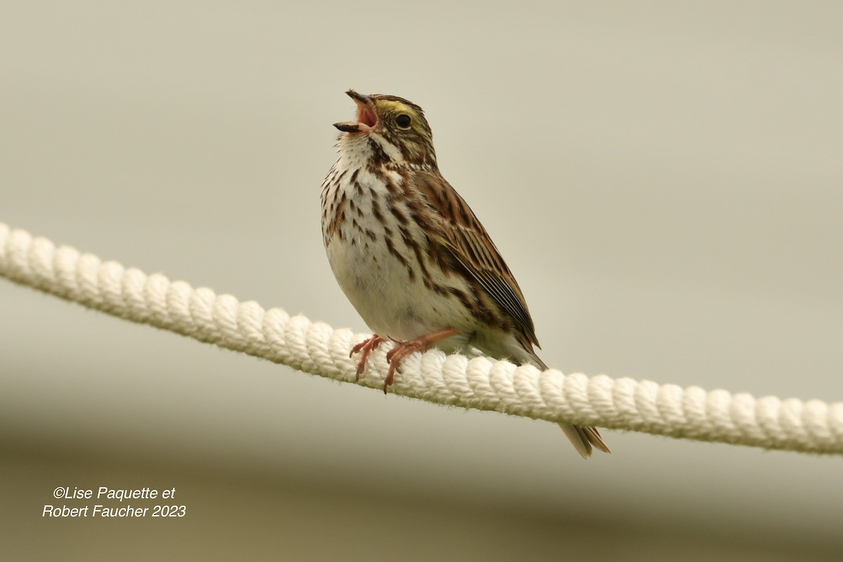 Savannah Sparrow - ML589129101