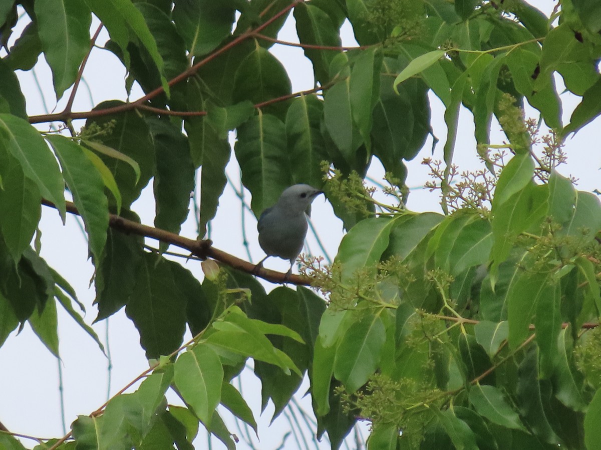 Blue-gray Tanager - ML589131451