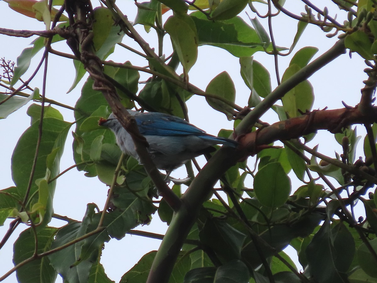 Blue-gray Tanager - ML589131461