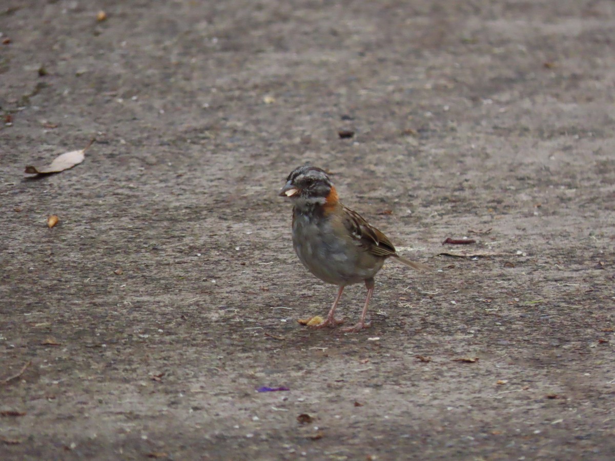 Rufous-collared Sparrow - ML589132671