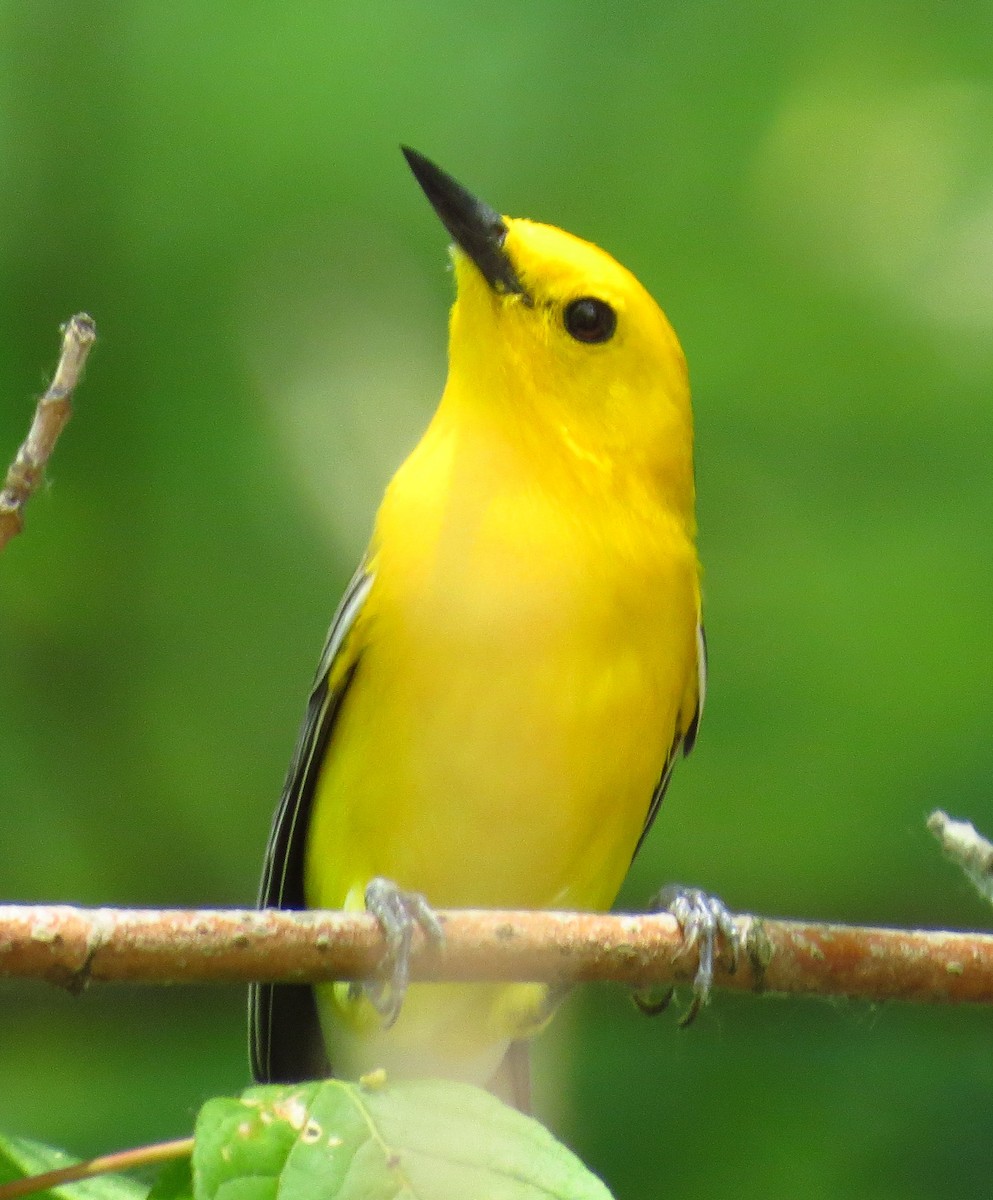 Prothonotary Warbler - ML589133401