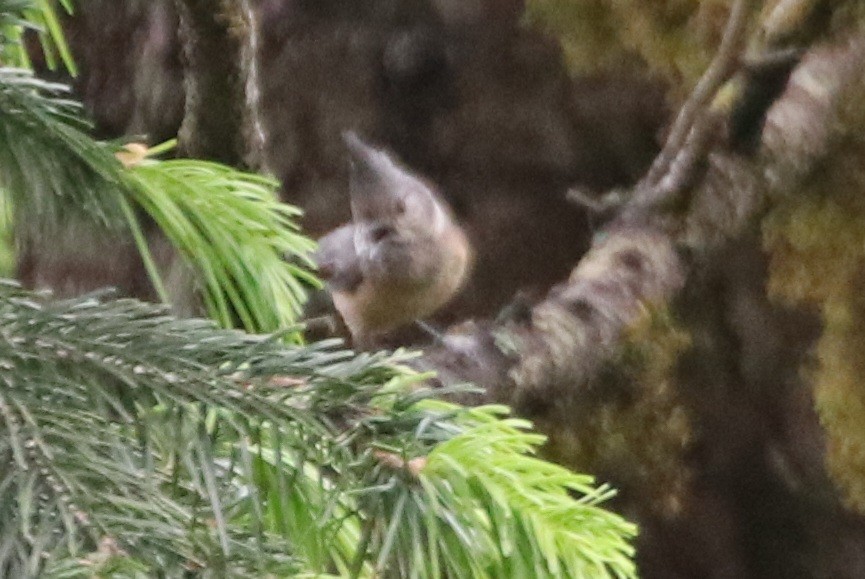 Gray-crested Tit - ML589134181
