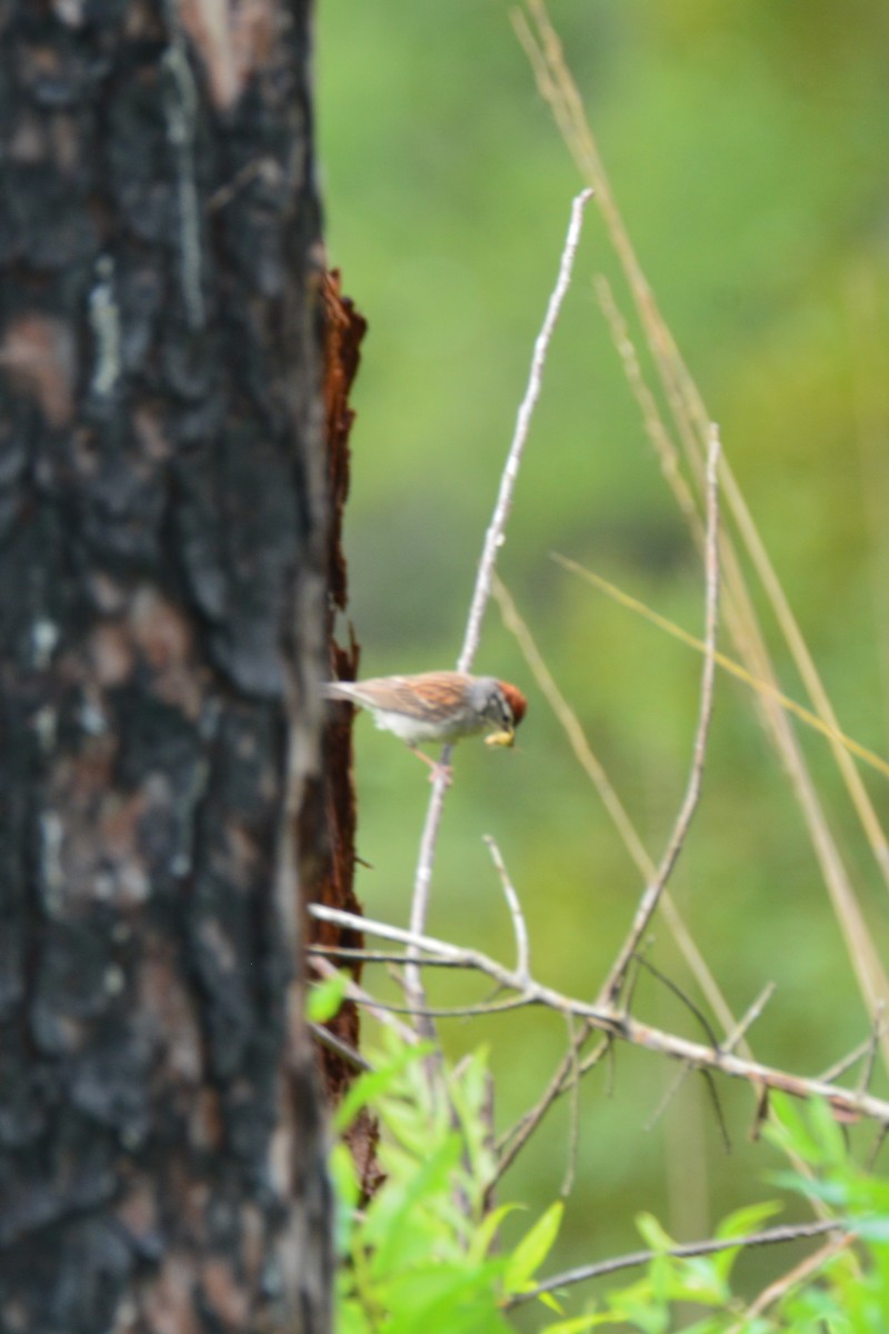 Chipping Sparrow - ML589136071