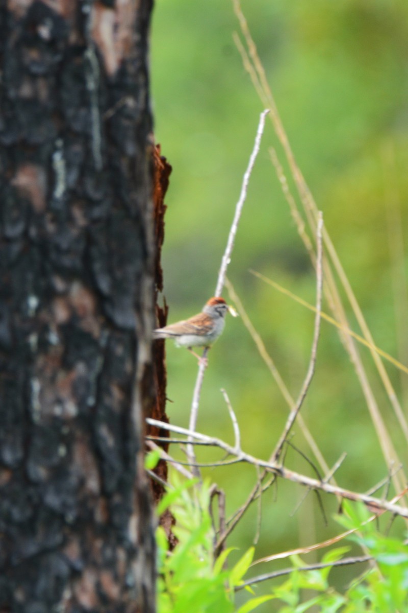 Chipping Sparrow - ML589136081
