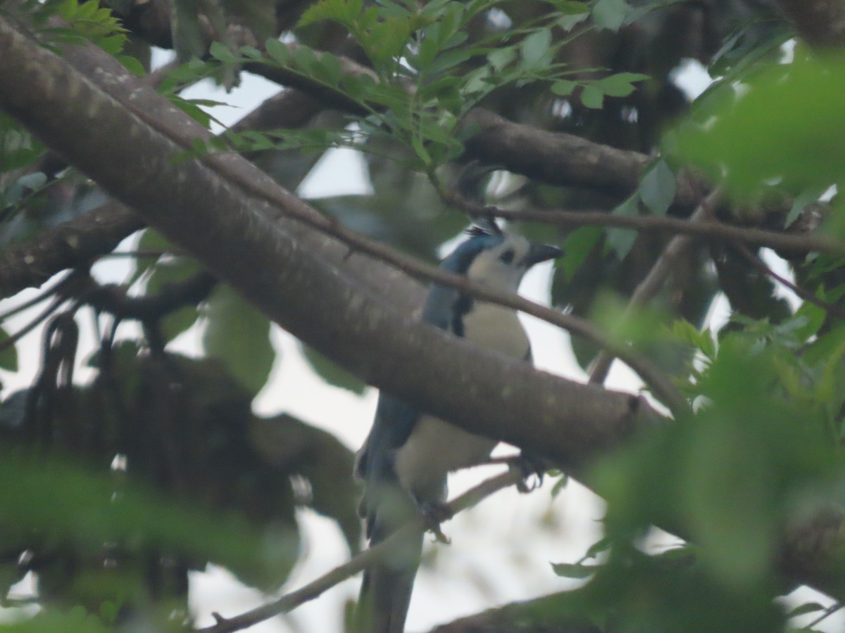 White-throated Magpie-Jay - ML589138891