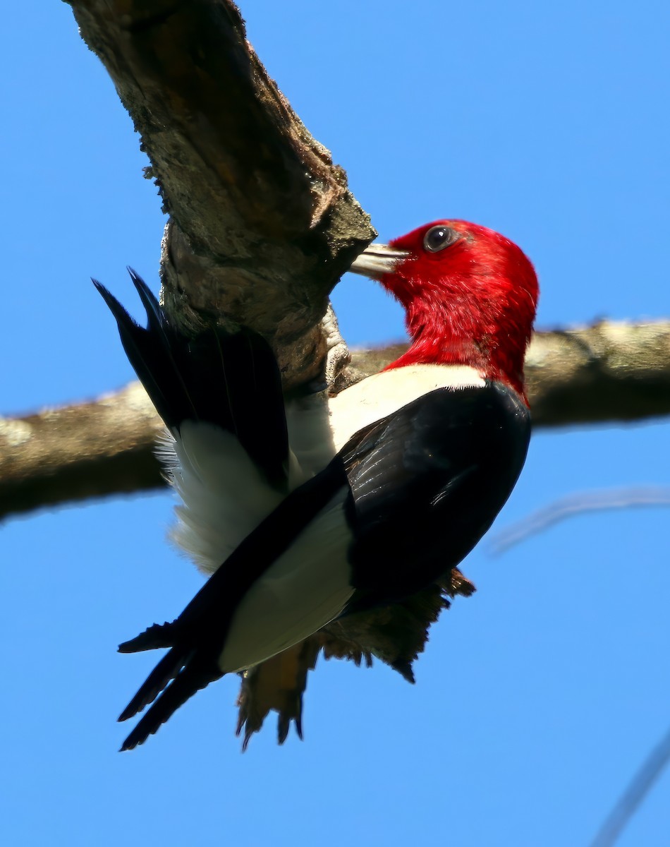 Red-headed Woodpecker - ML589140791