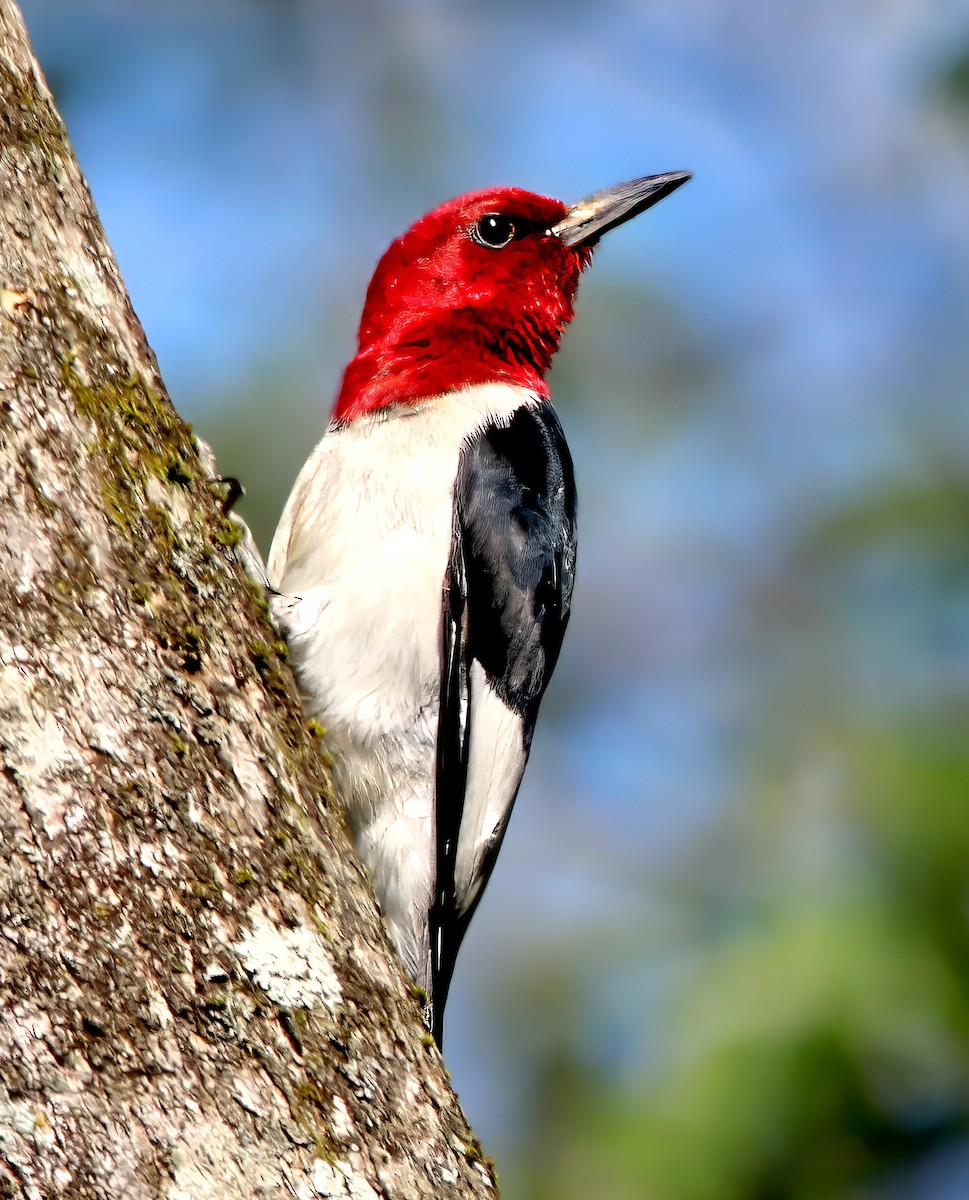 Red-headed Woodpecker - ML589140861
