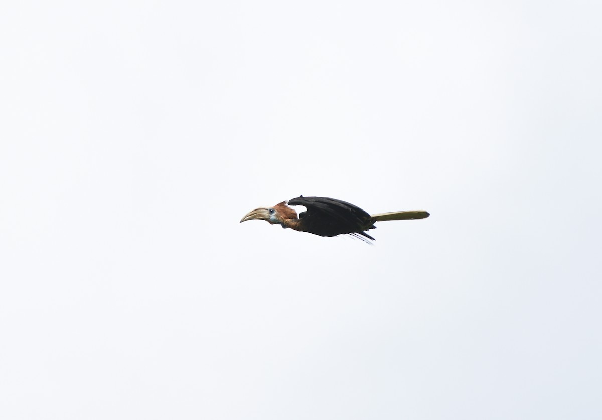 Yellow-casqued Hornbill - Pieter du Plessis