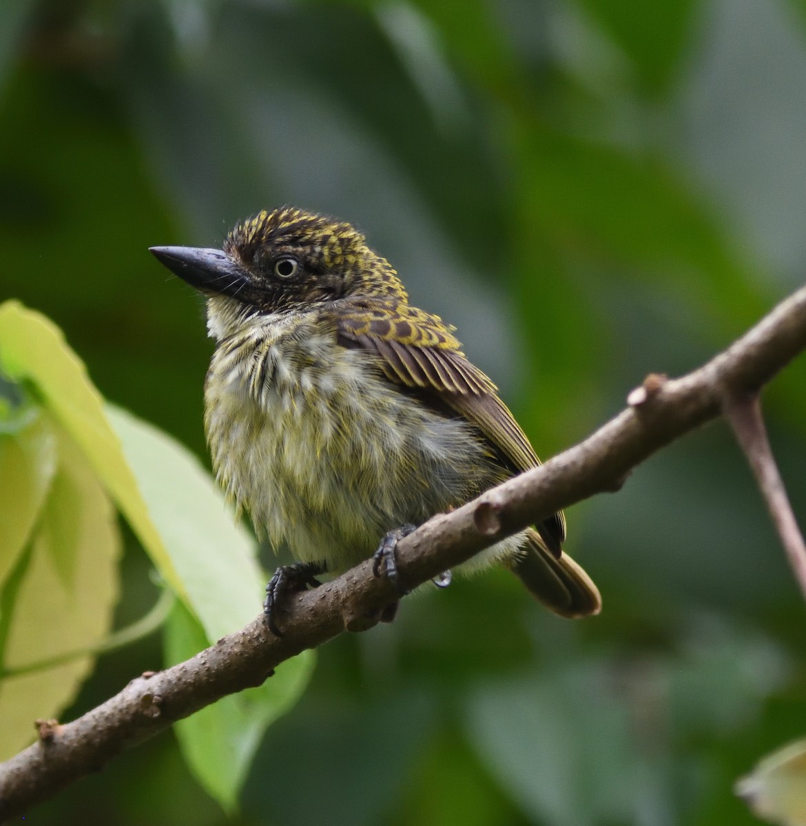 Speckled Tinkerbird - Pieter du Plessis
