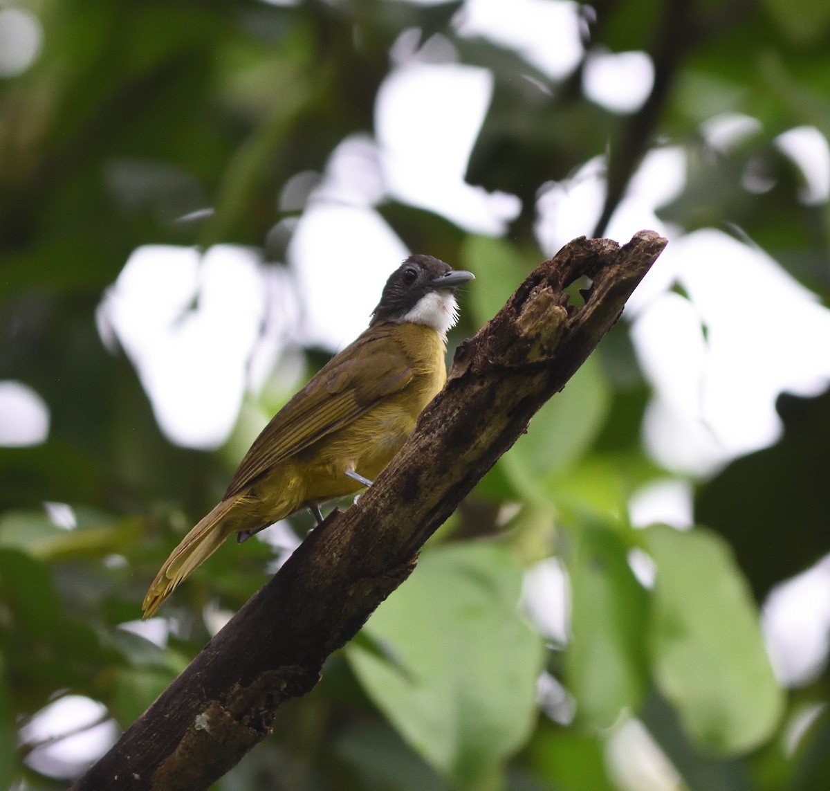 Red-tailed Greenbul - ML589141351