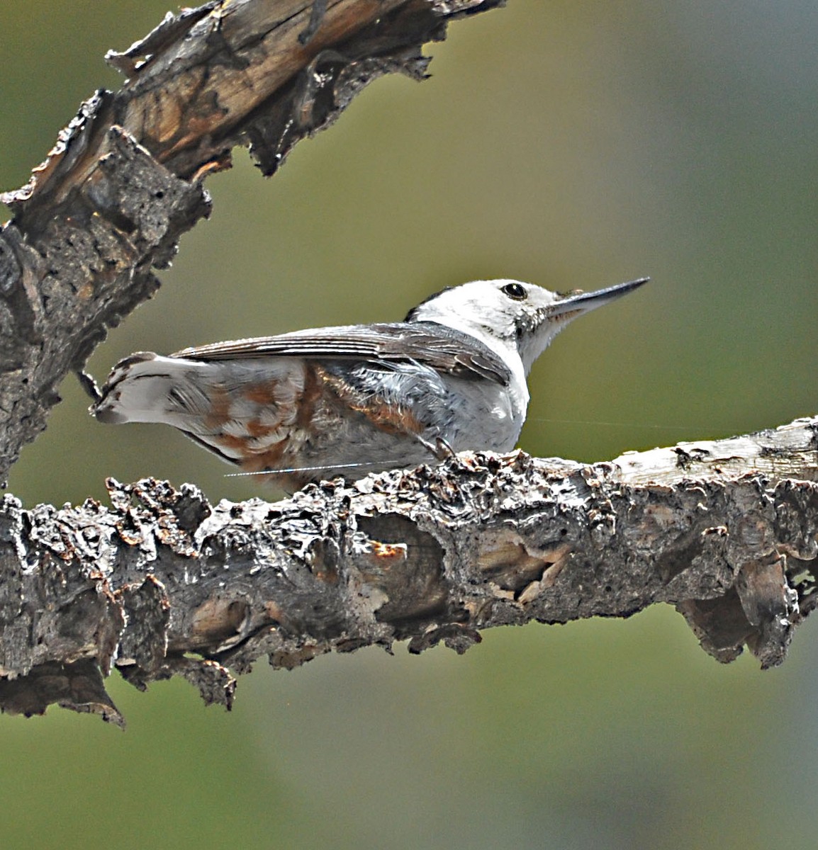 White-breasted Nuthatch - ML589151941