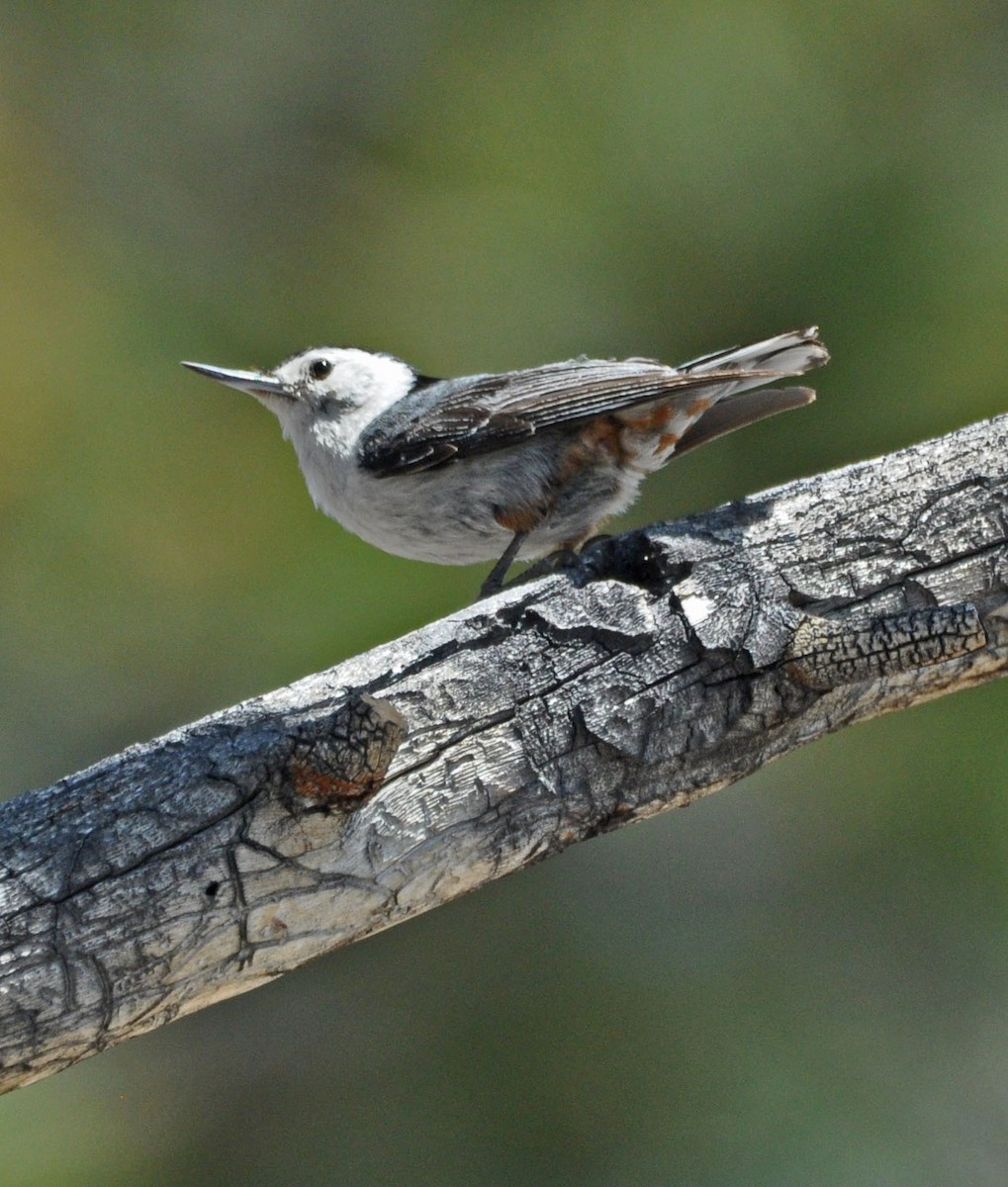 White-breasted Nuthatch - ML589151961