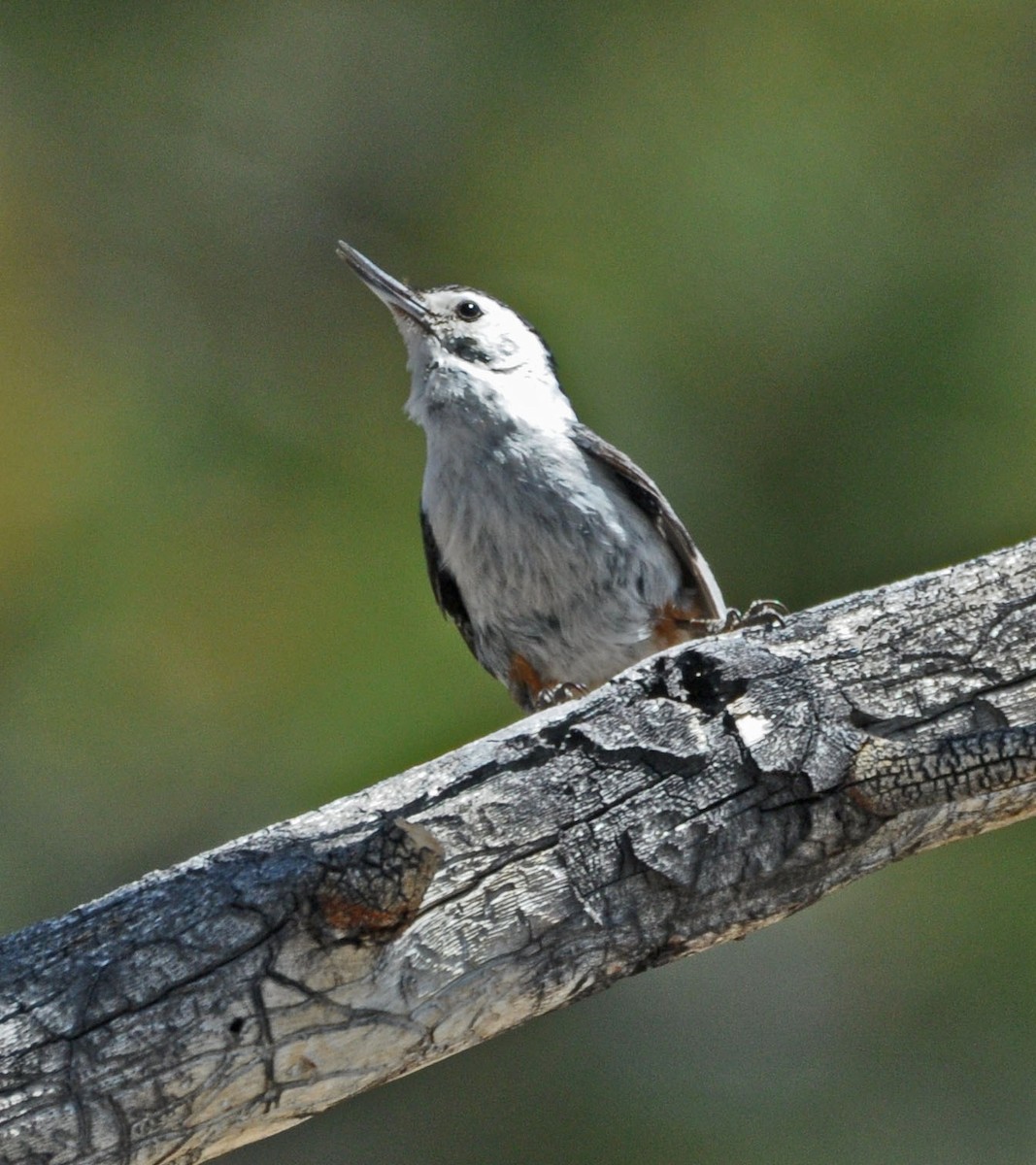 White-breasted Nuthatch - ML589151981