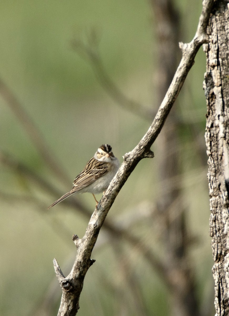 Clay-colored Sparrow - ML589152101