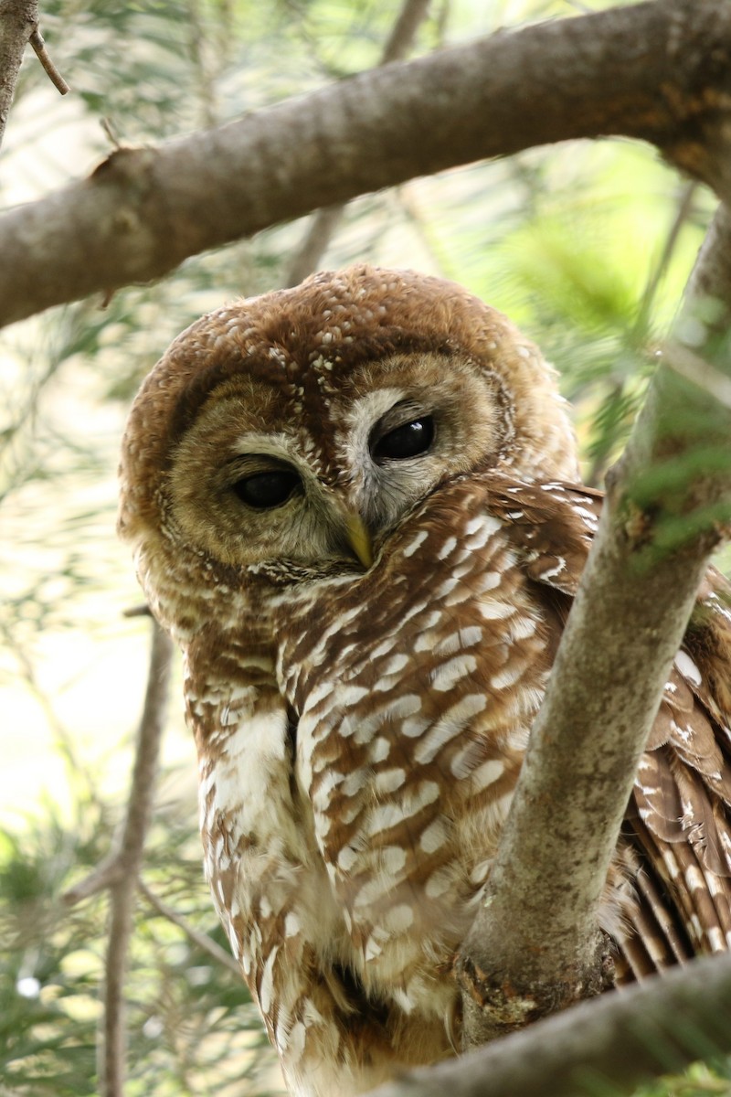 Spotted Owl - Bob Friedrichs