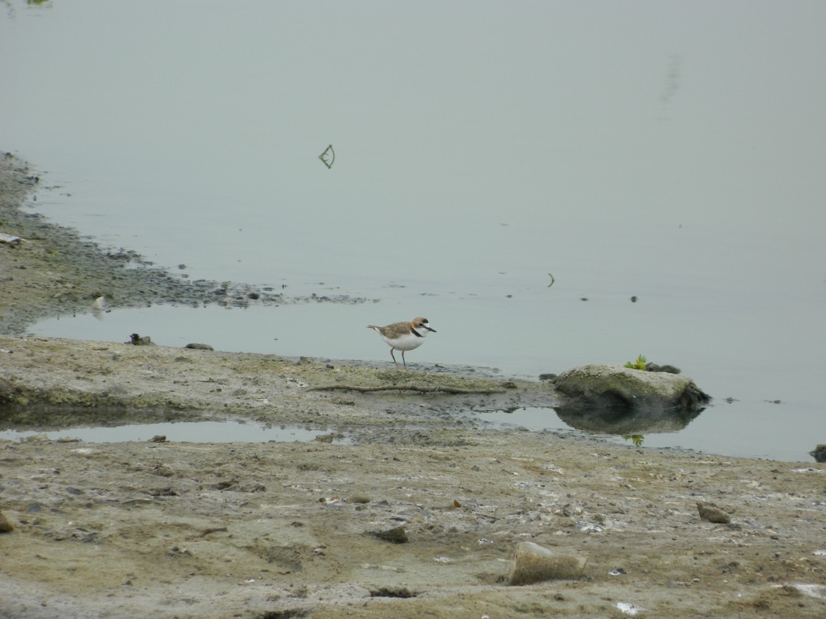 Collared Plover - ML58915901