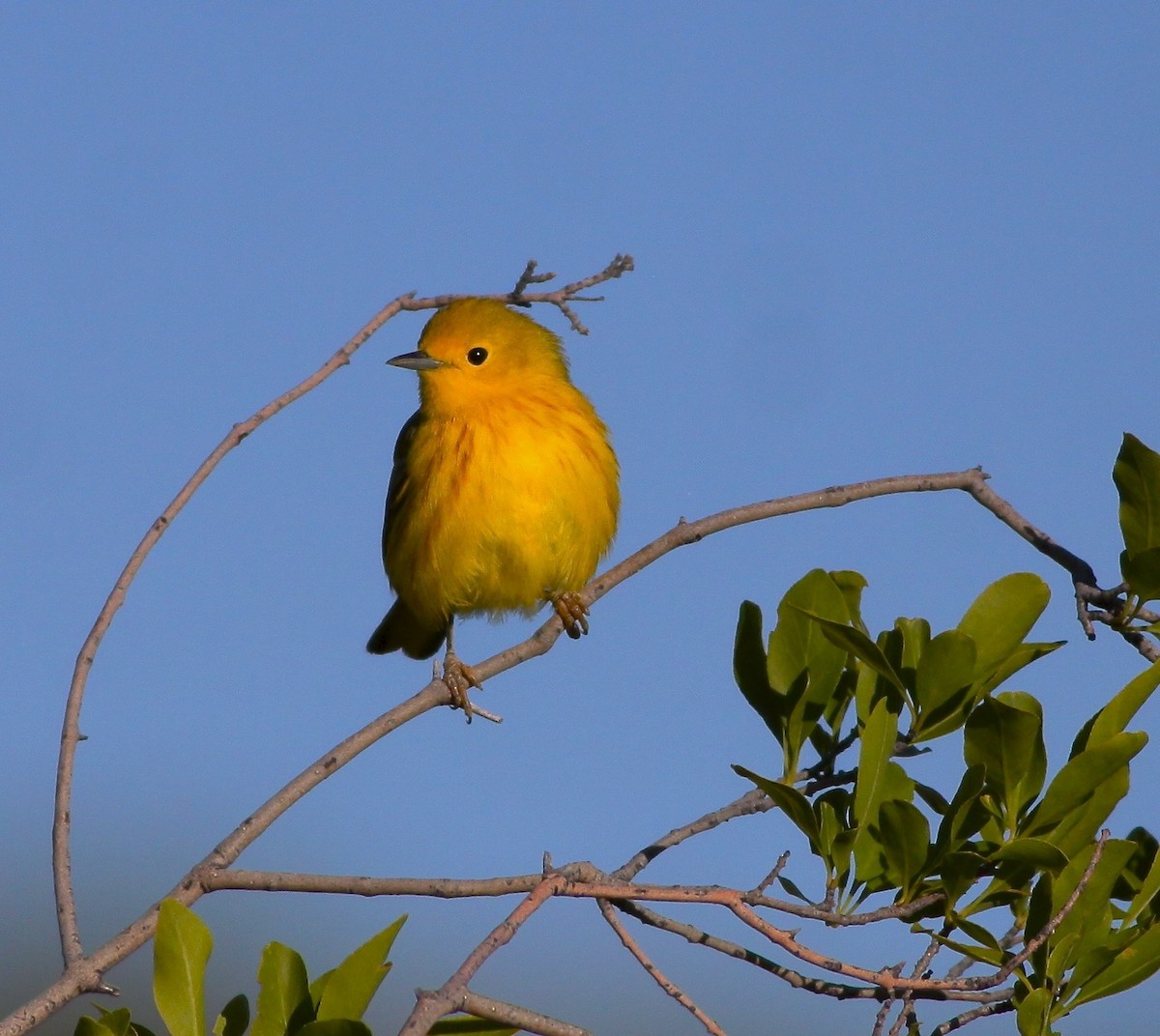 Yellow Warbler - Roger Clark