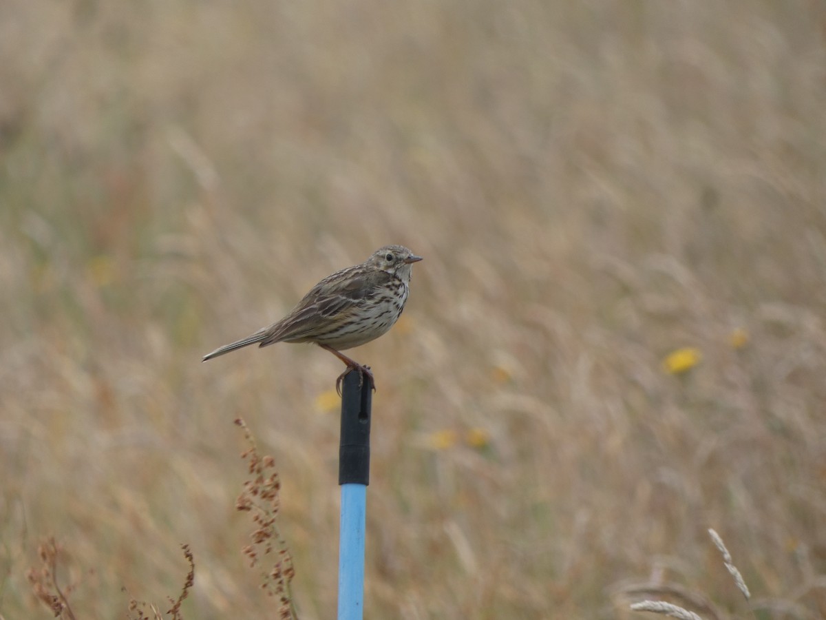 Meadow Pipit - ML589168661