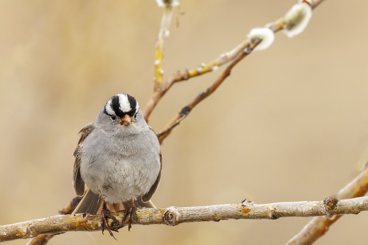 White-crowned Sparrow - ML589171011