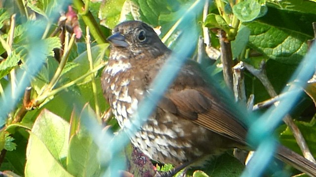 Fox Sparrow (Sooty) - ML589176091