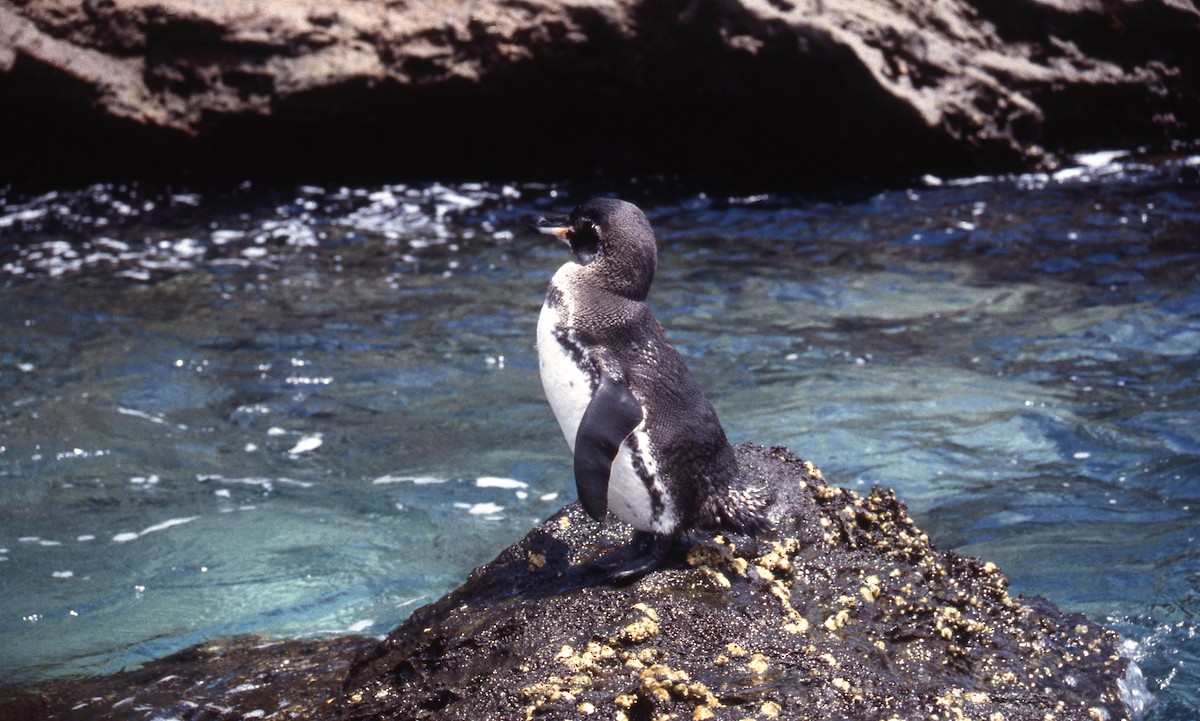 Galapagos Penguin - ML589176181