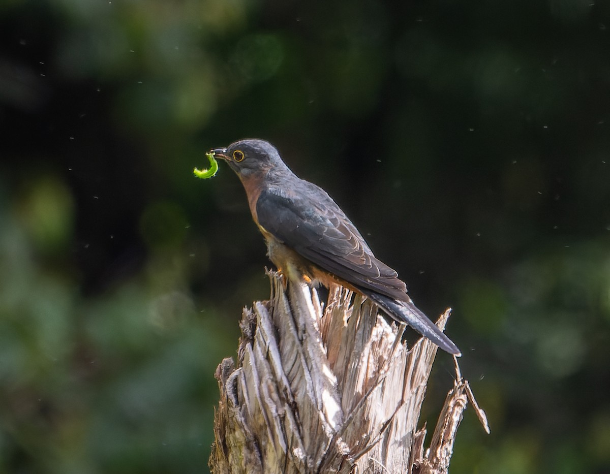 Fan-tailed Cuckoo - ML589180451