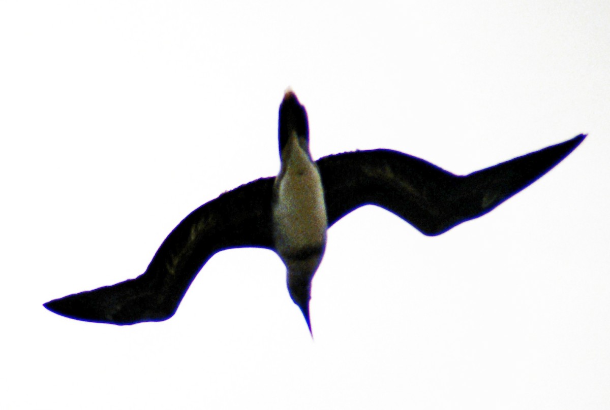 Red-footed Booby - ML589184551