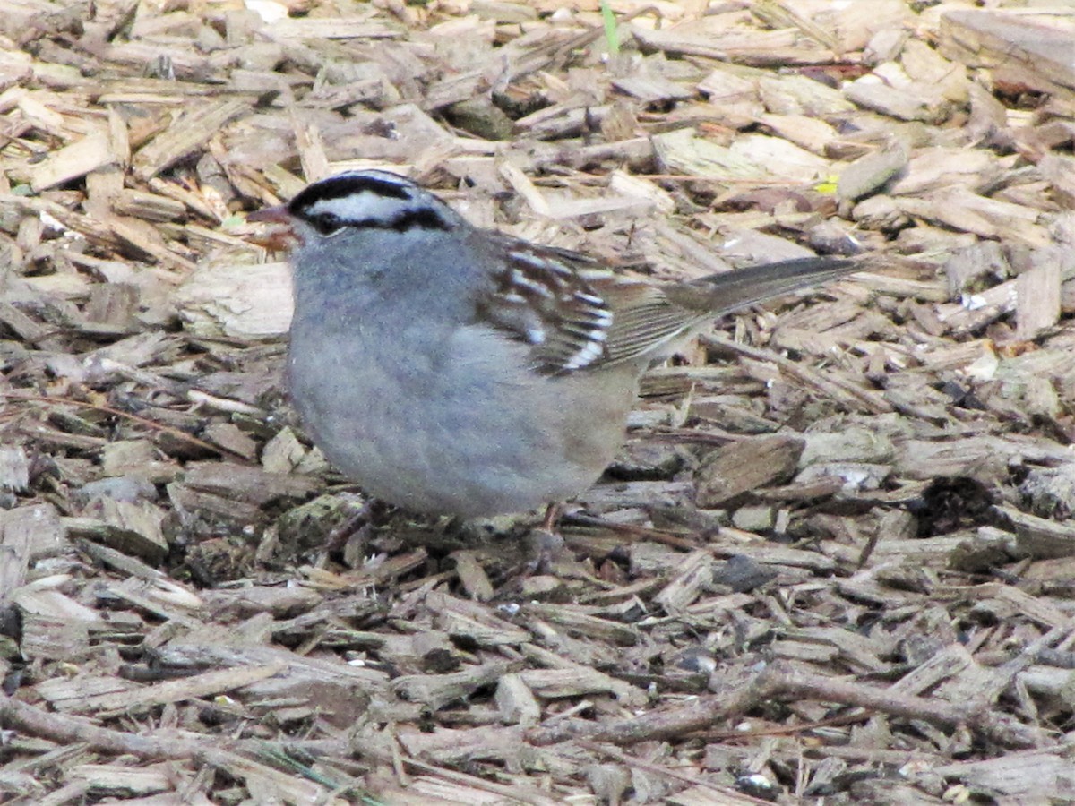 White-crowned Sparrow - Lisette Cote