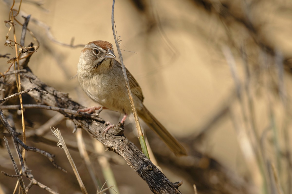 Rufous-crowned Sparrow - ML589185661