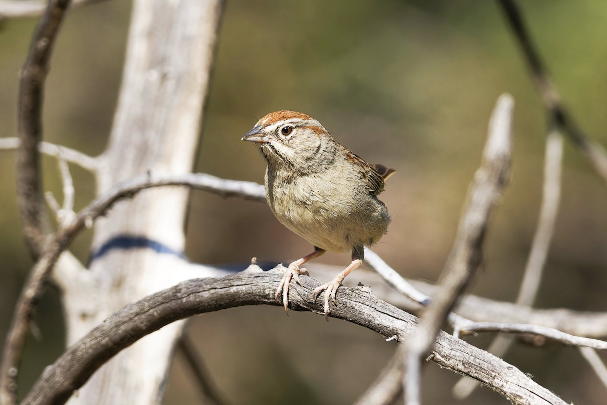 Rufous-crowned Sparrow - ML589185671
