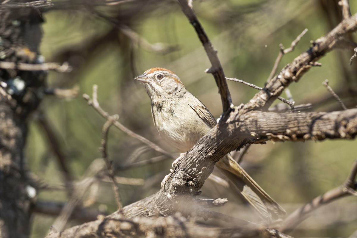Rufous-crowned Sparrow - ML589185681