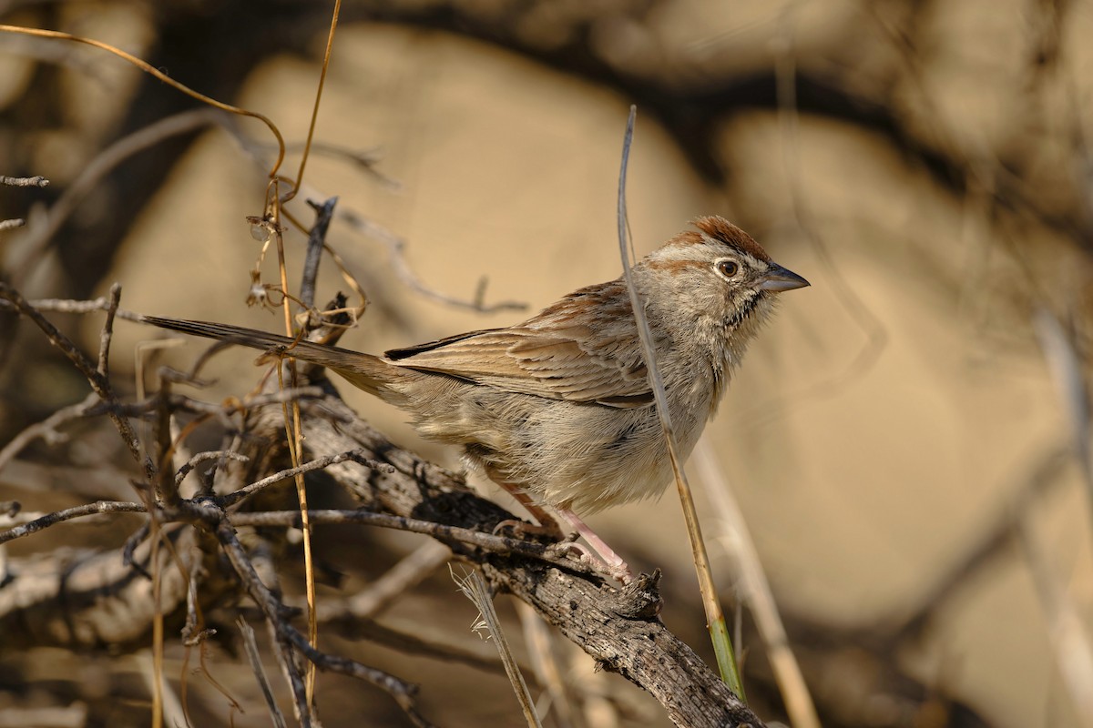 Rufous-crowned Sparrow - ML589185691