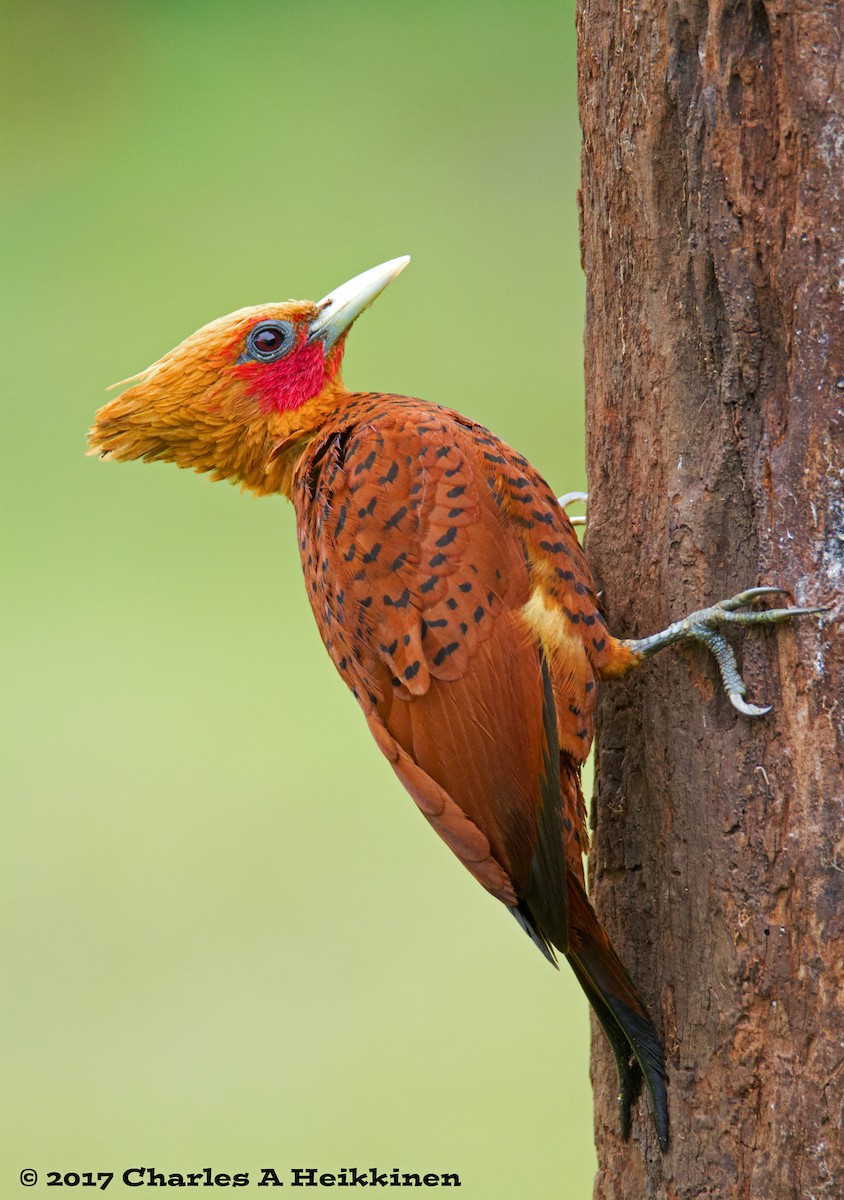 Chestnut-colored Woodpecker - ML58918681