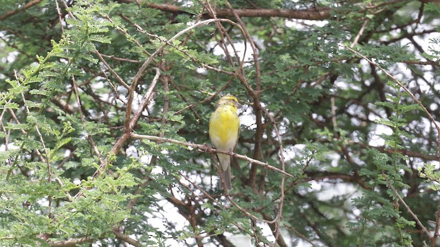 White-bellied Canary - ML589187291